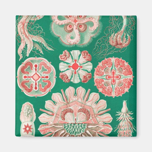 Aimant Méduse, Discomedusae par Ernst Haeckel (Devant)