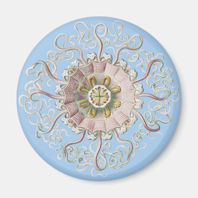 Aimant Méduse rose nautique d'Ernst Haeckel (Devant)
