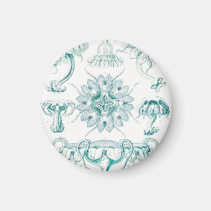 Aimant Méduses, Discomedusae par Ernst Haeckel