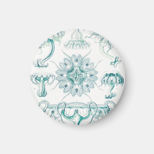 Aimant Méduses, Discomedusae par Ernst Haeckel (Devant)