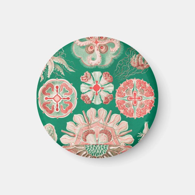 Aimant Méduses, Discomedusae par Ernst Haeckel (Devant)