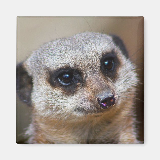 Aimant Meerkat (Devant)