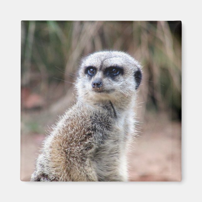 Aimant meerkat stare (Devant)