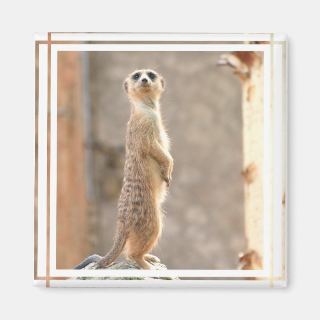 Aimant Meerkat sur l'aimant de l'attention (Devant)