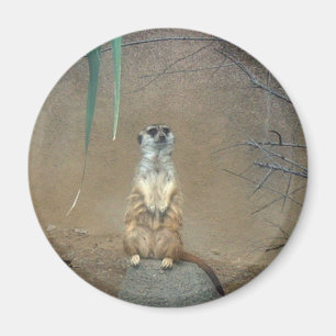 Aimant Meerkats