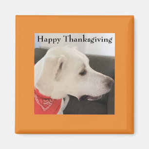 Aimant Mélange blanc Labrador Mix Chien Thanksgiving oran