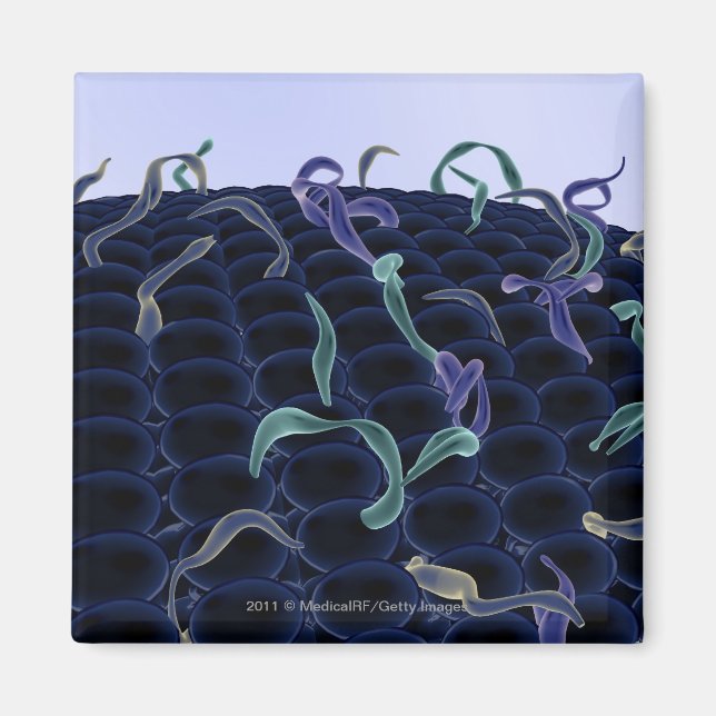 Aimant membrane cellulaire magnétisée (Devant)