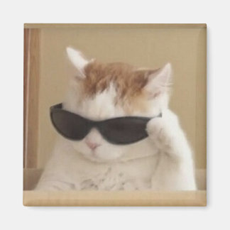 Aimant Mème de chat cool