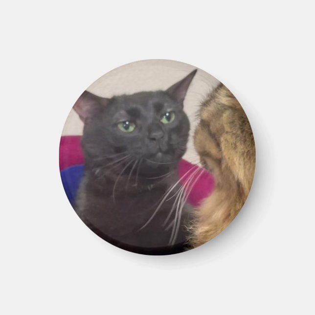 Aimant Mème de chat qui décroche (Devant)