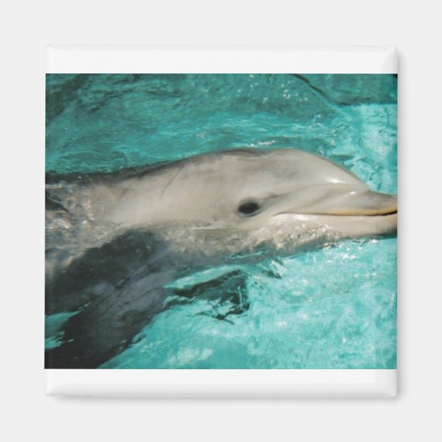 Aimant Mer Bleue Dophin (Devant)
