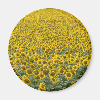 Aimant Mer des Tournesols