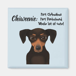 Aimant Merci à Chiweenie Chihuahua Dachshund