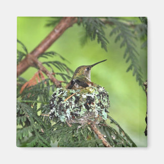 Aimant Mère Colibri au nid
