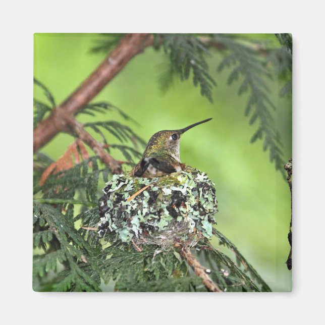 Aimant Mère Colibri au nid (Devant)