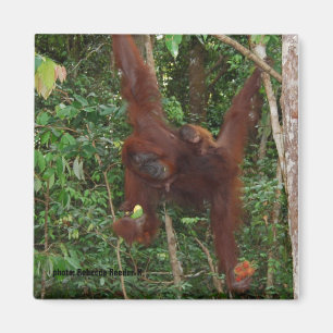 Aimant Mère et bébé des Orangutans