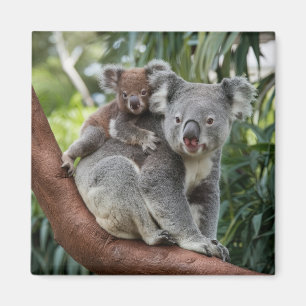 Aimant Mère et bébé Ours Koala