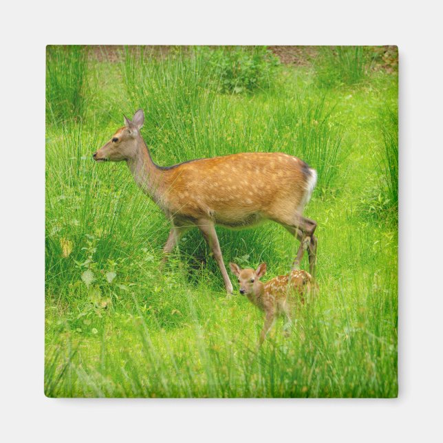 Aimant Mère et enfant - cerf en jachère avec jeunes (Devant)