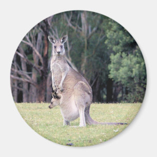 Aimant Mère Kangaroo avec bébé Joey dans sa poche