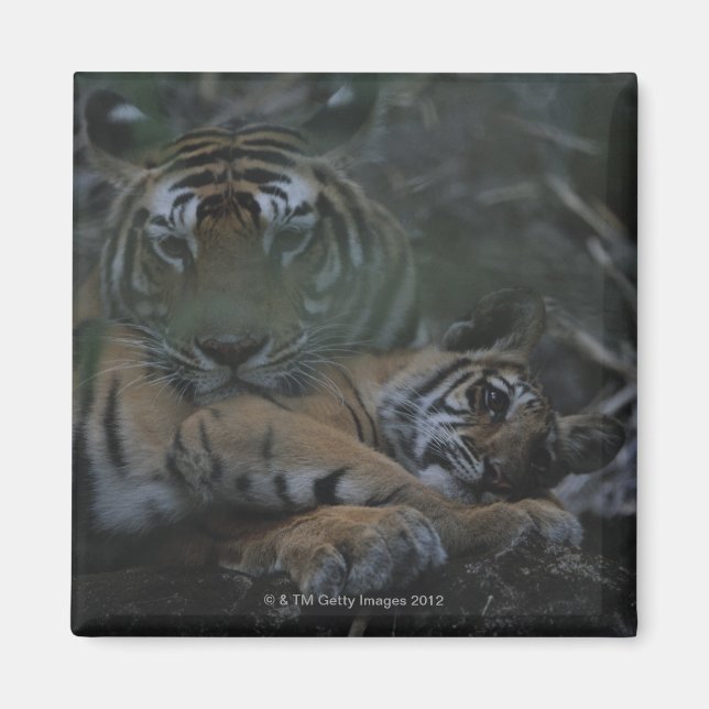 Aimant Mère Tigre du Bengale avec petit (Devant)