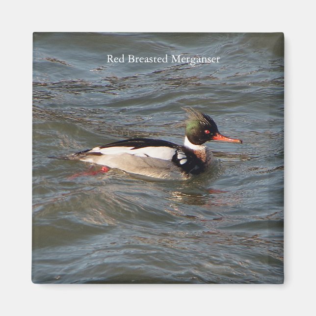 Aimant Merganser à poitrine rouge (Devant)