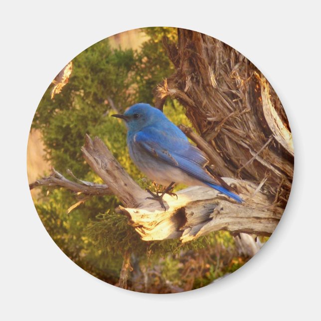 Aimant Merlebleu azuré à Arches National Park (Devant)