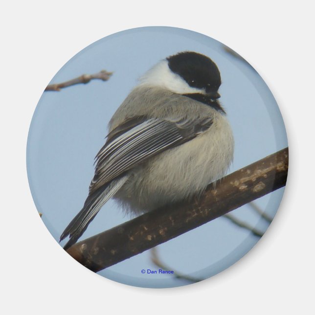 Aimant Mésange à tête noire B21 (Devant)