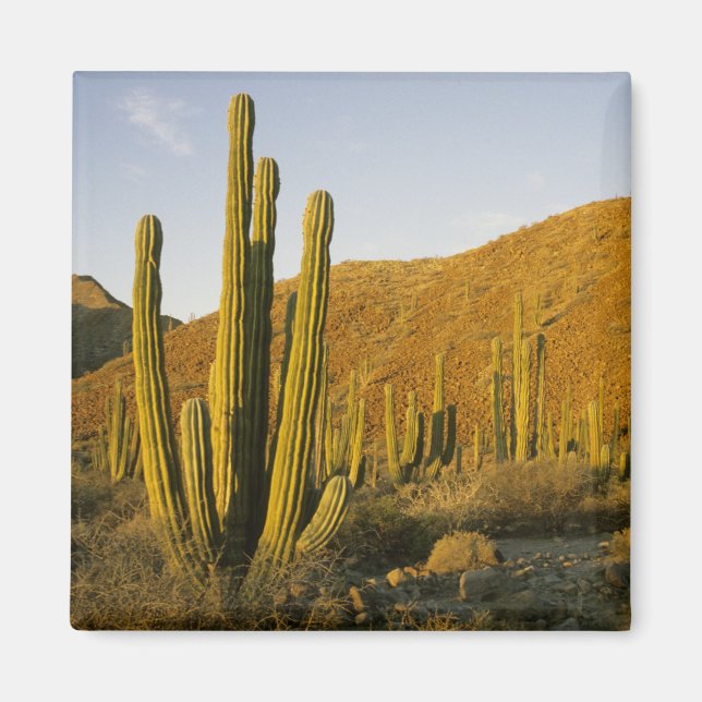 Aimant Mexique, Baja, Père Noël Catalina Island, Mer de (Devant)