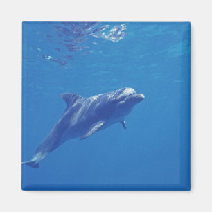 Aimant Mexique, Cozumel. Dauphin en voie de disparition