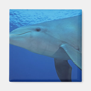 Aimant Mexique, Cozumel. Grand dauphin, Tursiops 4