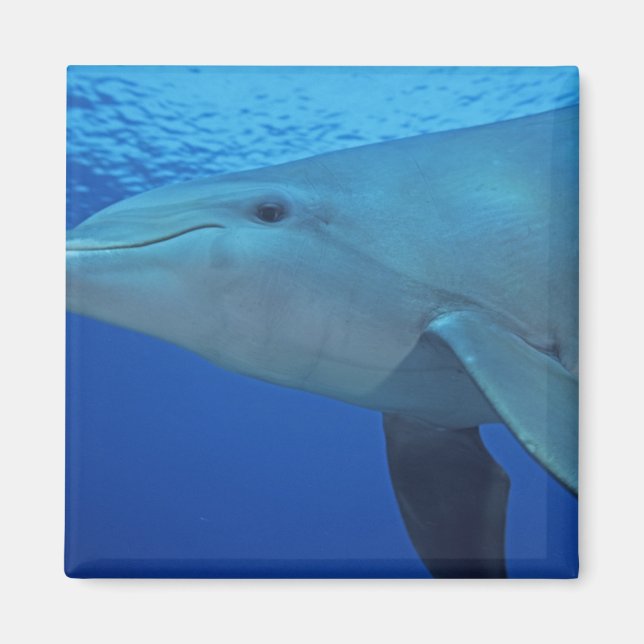 Aimant Mexique, Cozumel. Grand dauphin, Tursiops 4 (Devant)
