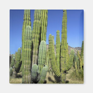 Aimant Mexique, Sonora, San Carlos. Saguaro & Organ Pipe