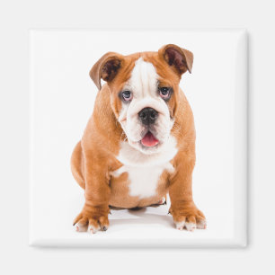 Aimant Mignon Amoureux de Bulldog Anglais Drôle Chien