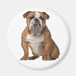 Aimant Mignon Amoureux de Bulldog Anglais Drôle Chien