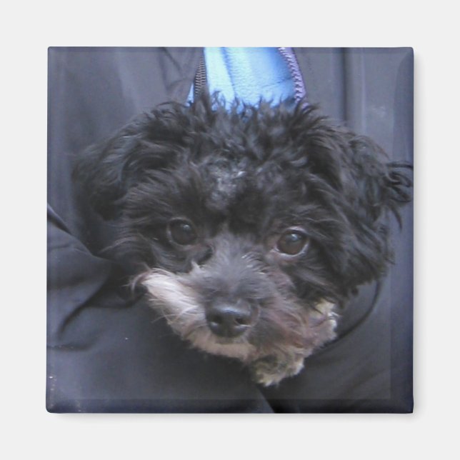Aimant mignon CHIEN (Devant)