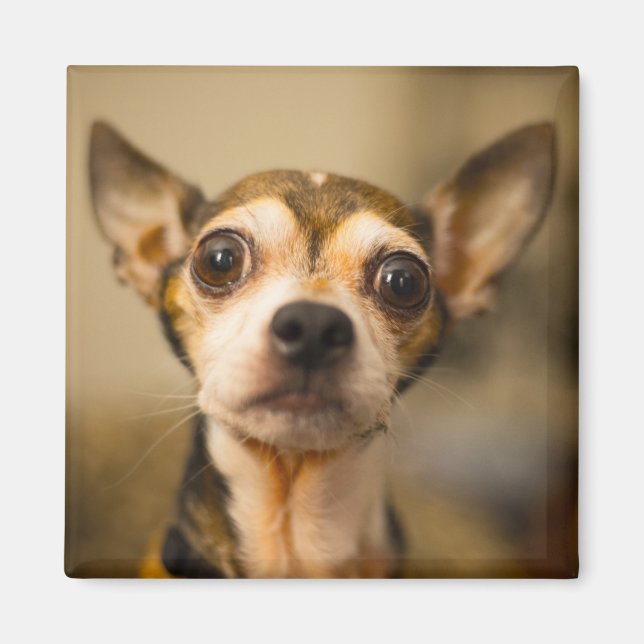 Aimant mignon chien 10 (Devant)