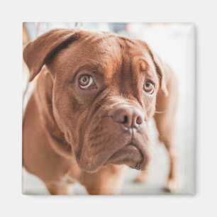 Aimant mignon chien 11