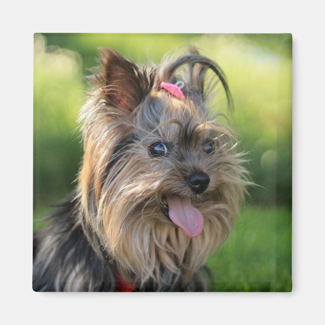 Aimant mignon chien 7 (Devant)