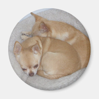 Aimant mignon Chihuahua