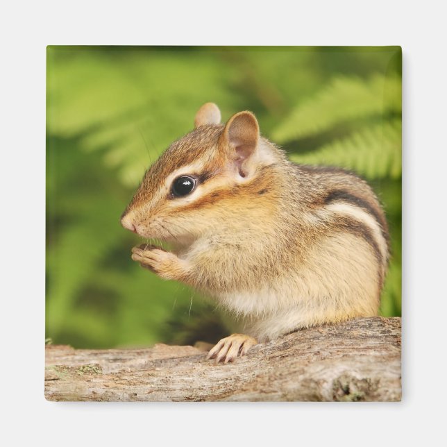 Aimant mignon chipmunk (Devant)