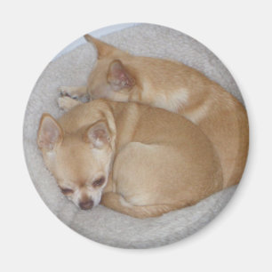 Aimant mignon de chiwawa