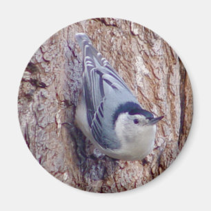 Aimant mignon d'oiseau de sittelle