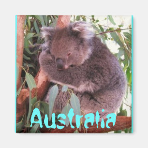 Aimant mignon drôle de l'Australie d'ours de koala