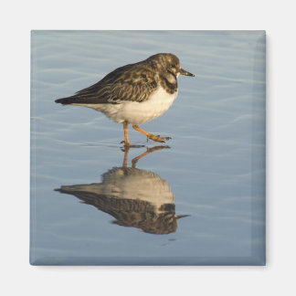 Aimant mignon en Sandpiper