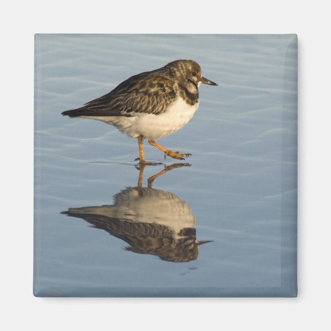 Aimant mignon en Sandpiper (Devant)