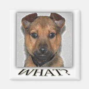 Aimant mignon superbe de chiot