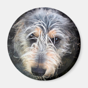 Aimant Mignonne tête de chien scruffy