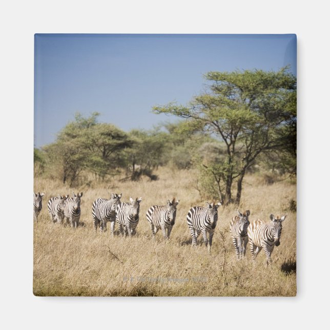 Aimant Migrer la zèbre, Tanzanie (Devant)