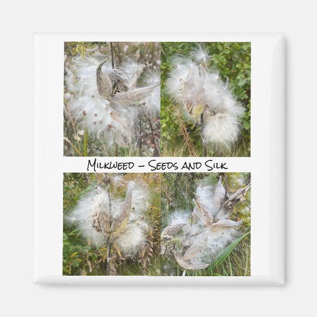 Aimant Milkweed | Naturel (Devant)