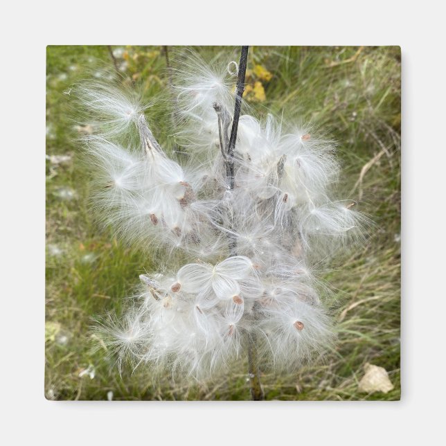 Aimant Milkweed | Papillon | Bureau (Devant)