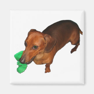 Aimant Minature Dachshund